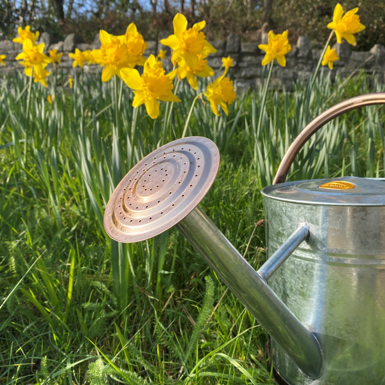 Selections 9 Litre Watering Can Wayfair.co.uk
